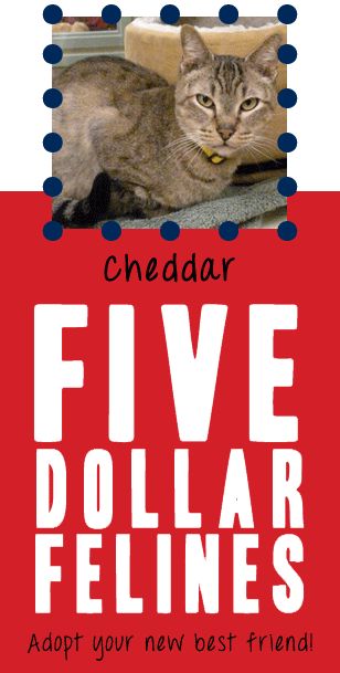 $5 Felines