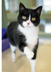 Mittens Mittens